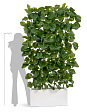 tetrastigma-vetv-de-lyuks-interernaya-v-220-sm-3-6-mini-3