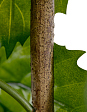 tetrastigma-vetv-de-lyuks-interernaya-v-220-sm-3-6-mini-2