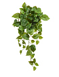 filodendron-skandens-ampelnyy-malyy-sensitive-botanic-v-45-sm-mini-0