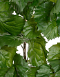 tetrastigma-vetv-de-lyuks-interernaya-v-220-sm-3-6-mini-1