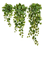 filodendron-skandens-ampelnyy-malyy-sensitive-botanic-v-45-sm-mini-4