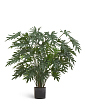 filodendron-ksanadu-lardzh-kust-mini-0