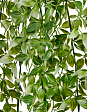 tradeskantsiya-belo-zelyonaya-plastik-v-100-sm-12-48-mini-1