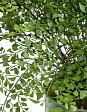 kompozitsiya-paporotnik-adiantum-v-stekle-v-78-d-90-sm-s-mkhom-kornyami-zemlyoy-1-1-mini-1