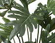 filodendron-ksanadu-kust-v-45-sm-12-48-mini-1
