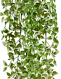 tradeskantsiya-belo-zelyonaya-plastik-v-100-sm-12-48-mini-2