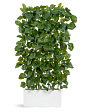 tetrastigma-vetv-de-lyuks-interernaya-v-220-sm-3-6-mini-4