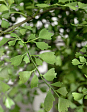 kompozitsiya-paporotnik-adiantum-v-stekle-v-78-d-90-sm-s-mkhom-kornyami-zemlyoy-1-1-mini-3