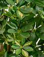 shefflera-naturalnaya-pyostraya-140-sm-2-2-mini-1