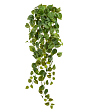 filodendron-skandens-ampelnyy-malyy-sensitive-botanic-v-45-sm-mini-2