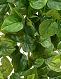 filodendron-skandens-ampelnyy-malyy-sensitive-botanic-v-45-sm-mini-1