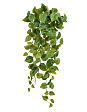 filodendron-skandens-ampelnyy-malyy-sensitive-botanic-v-45-sm-mini-3